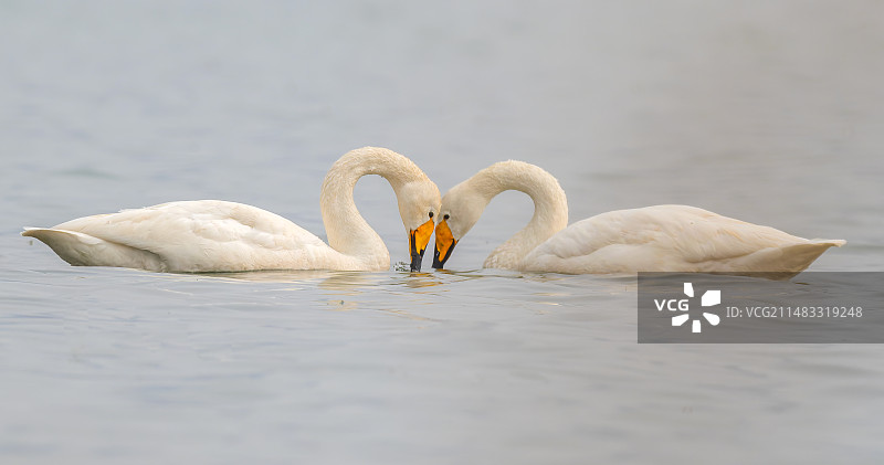 一对情侣 大天鹅图片素材