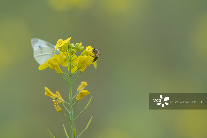 春季蜜蜂与油菜花图片素材
