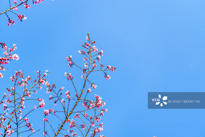 广东梅州明山樱花，阴那山樱花，樱花盛开图片素材
