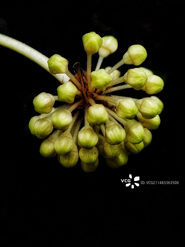 黑色背景下的花朵特写镜头图片素材