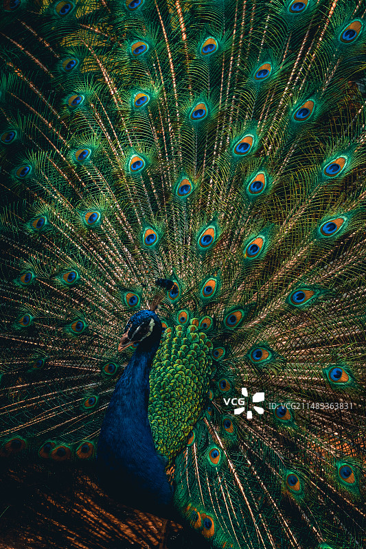 云南西双版纳的孔雀开屏展示绿色的尾部羽毛图片素材