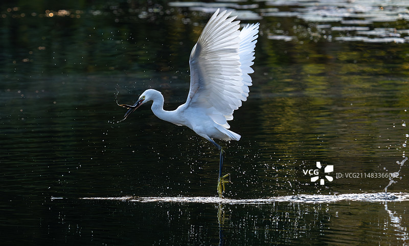 西湖茅家埠白鹭图片素材