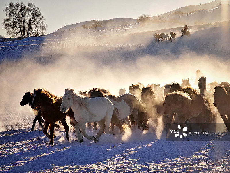 奔驰在雪原上的骏马图片素材