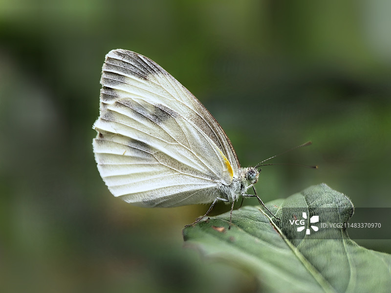 菜粉蝶图片素材