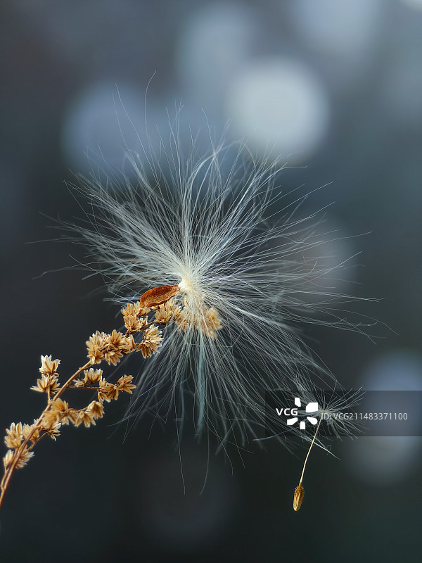 牵手的种子图片素材