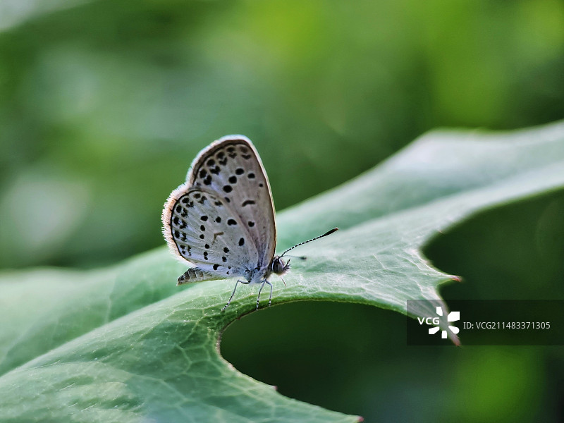 小灰蝶图片素材