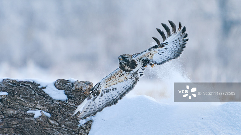 雪地上的毛脚鵟图片素材