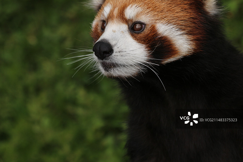 小熊猫图片素材