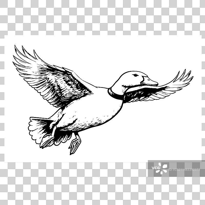 飞行鸭子素描画图片素材