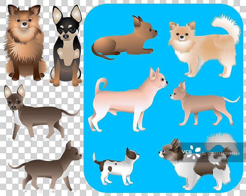 吉娃娃的颜色图片素材