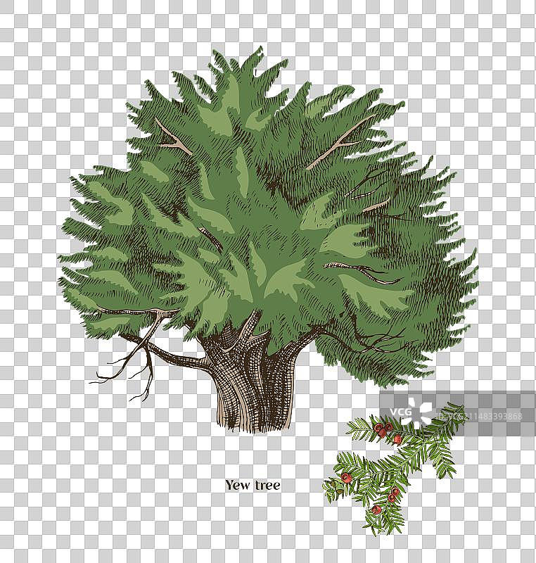 手绘紫杉树和树枝图片素材