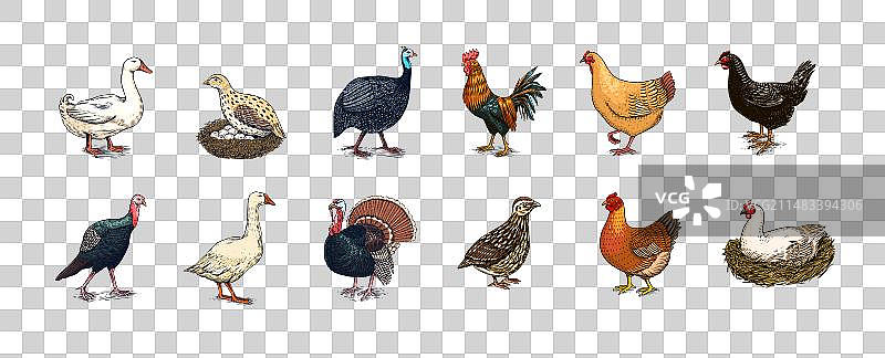 家养鸡鸟火鸡珍珠鸡鹅图片素材