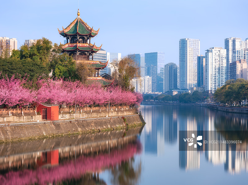 四川成都锦江边的望江楼公园春季盛开的红梅花图片素材