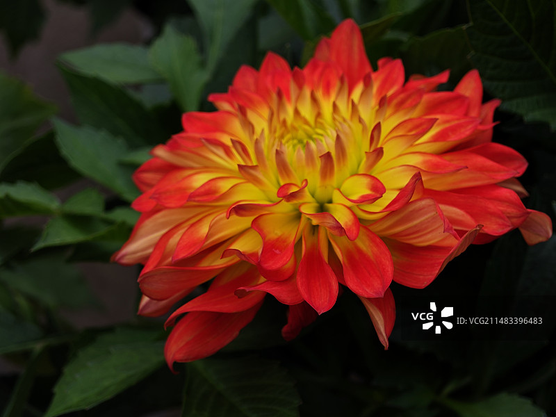 大丽花图片素材