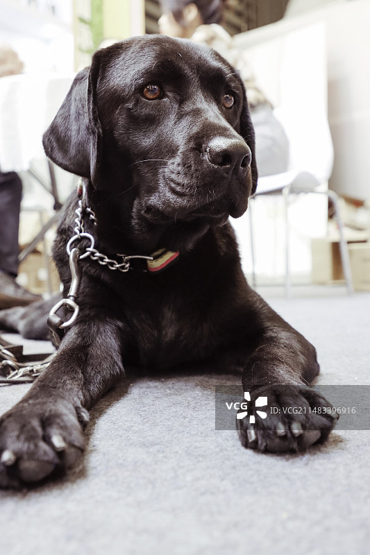 用作导盲犬的拉布拉多犬图片素材