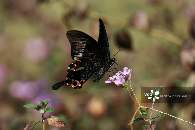 凤尾蝶图片素材