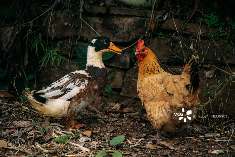 鸡与鸭图片素材