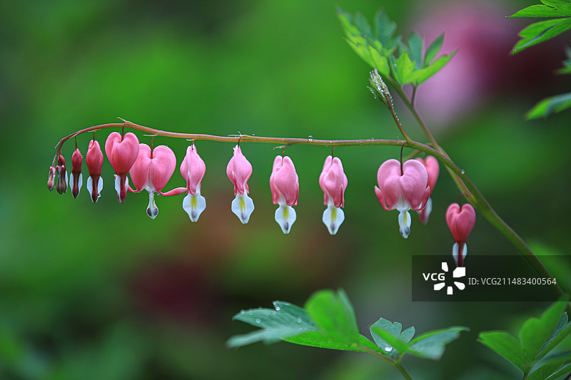 荷包牡丹图片素材