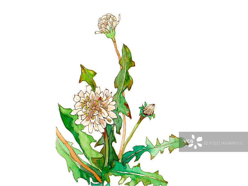 蒲公英图片素材