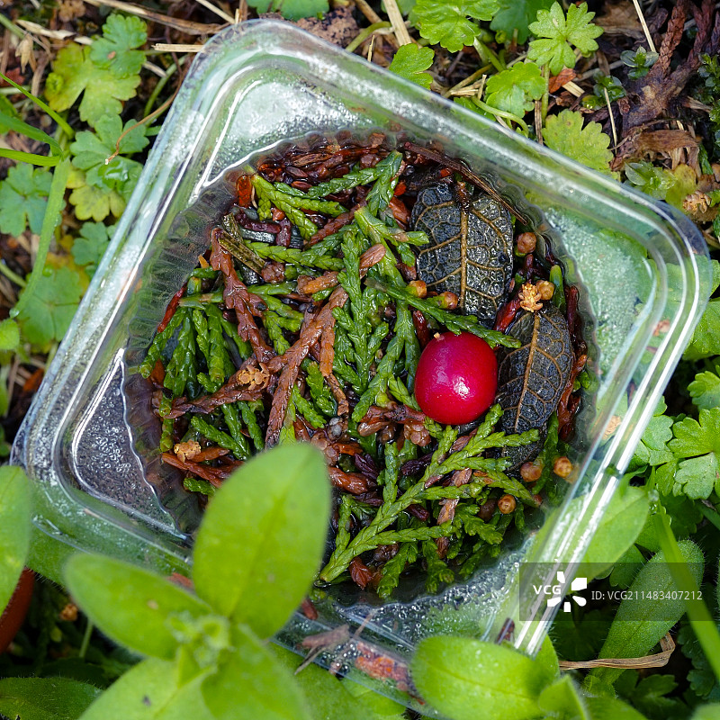 红豆杉图片素材