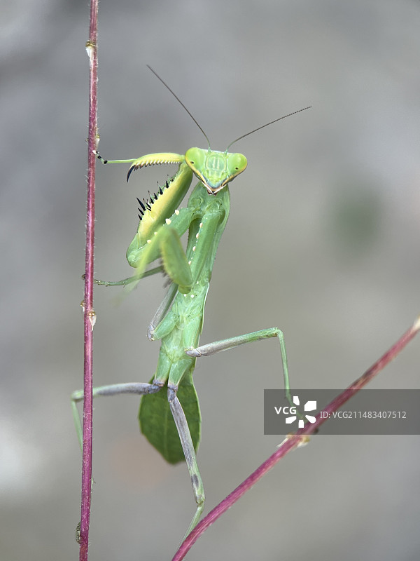 螳螂在植物上的特写镜头图片素材