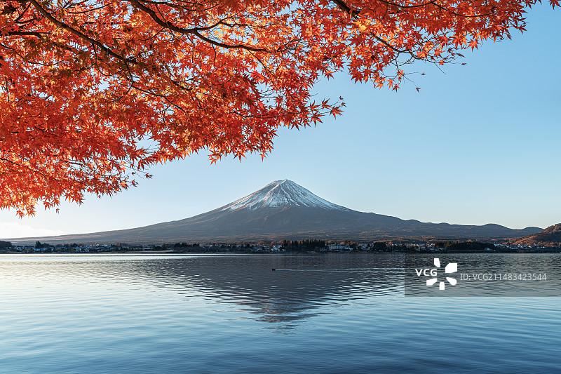 枫叶红叶富士山湖水倒影图片素材