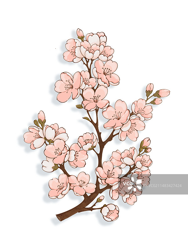 春季的一枝粉色的樱花图片素材