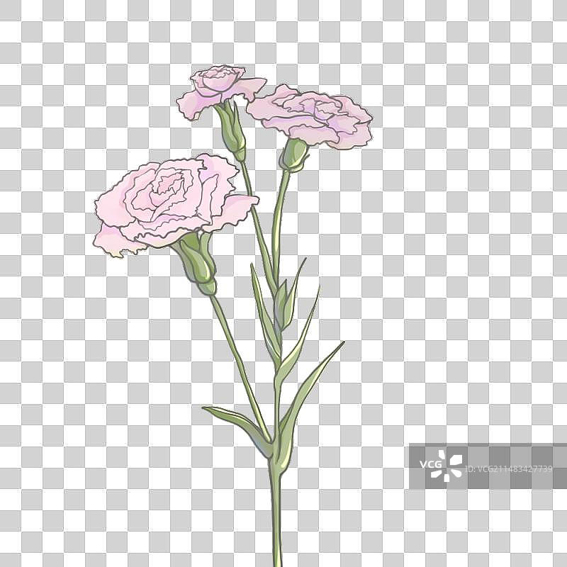 康乃馨‘图片素材