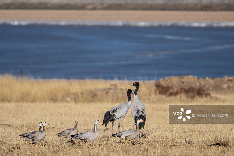 拉萨林周黑颈鹤与斑头雁图片素材