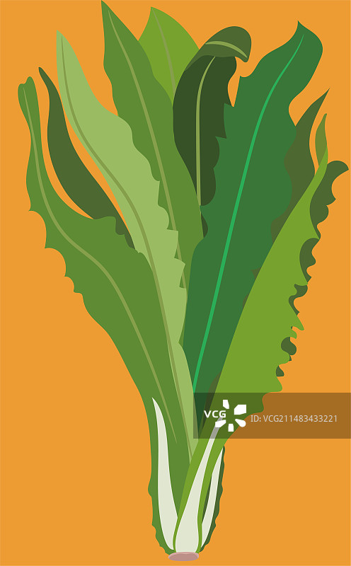 油麦菜莜麦菜苦菜生菜青菜绿叶蔬菜图片素材