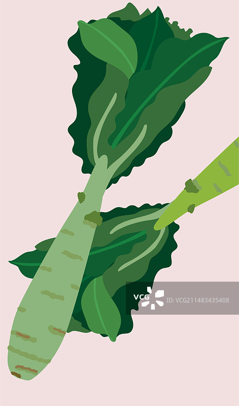 莴笋莴苣莴苣笋青笋莴菜图片素材