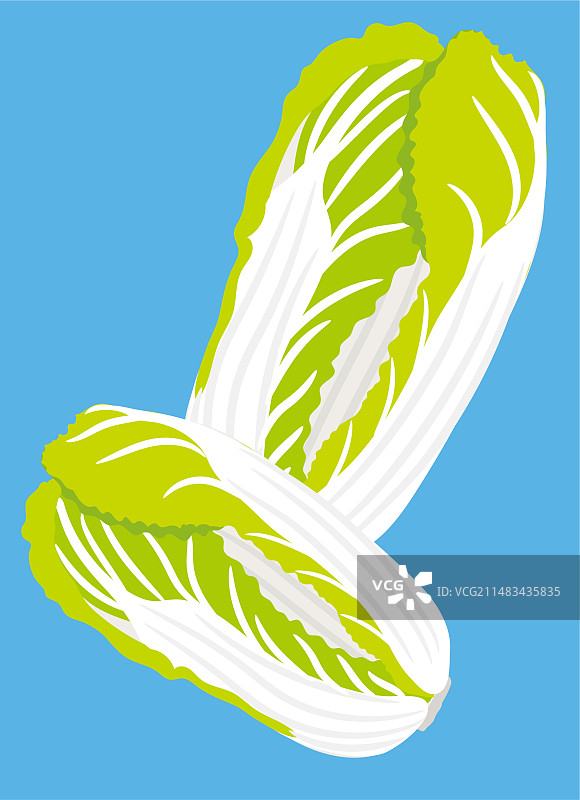 娃娃菜大白菜小白菜抱子芥儿菜图片素材