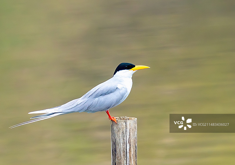 空灵之舞图片素材