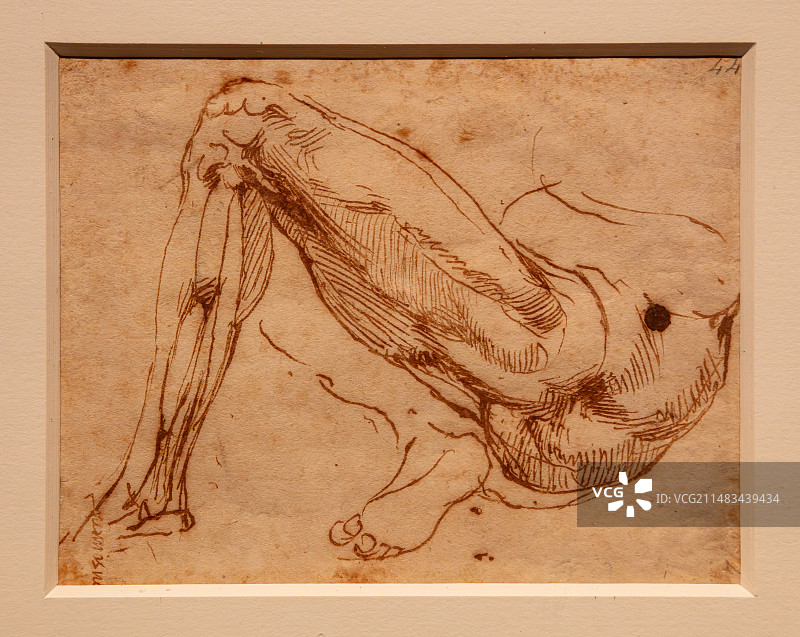 米开朗基罗·博那罗蒂素描作品《腿》，勾勒出腿部肌肉线条，健美的男子体态图片素材