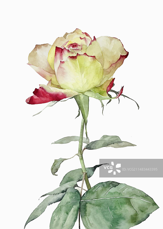 黄玫瑰图片素材