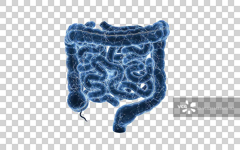 蓝色生物科技结构肠道3D渲染图片素材