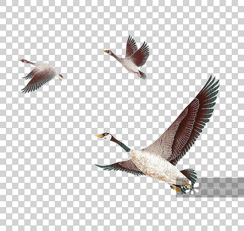 三只大雁飞图片素材