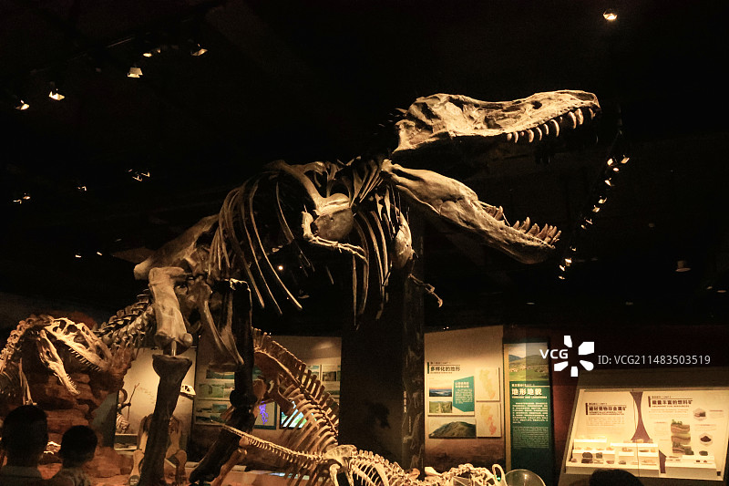 恐龙化石图片素材