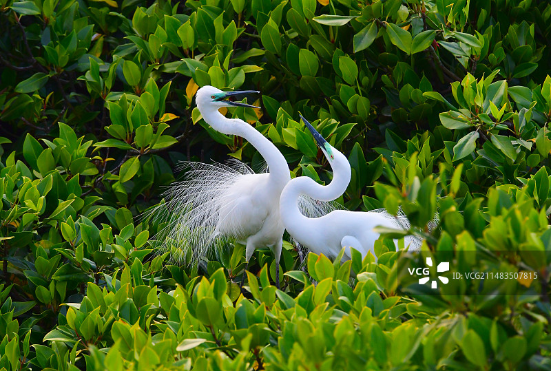 广东省惠州市惠东县盐洲岛红树林海洋湿地公园繁殖期大白鹭图片素材