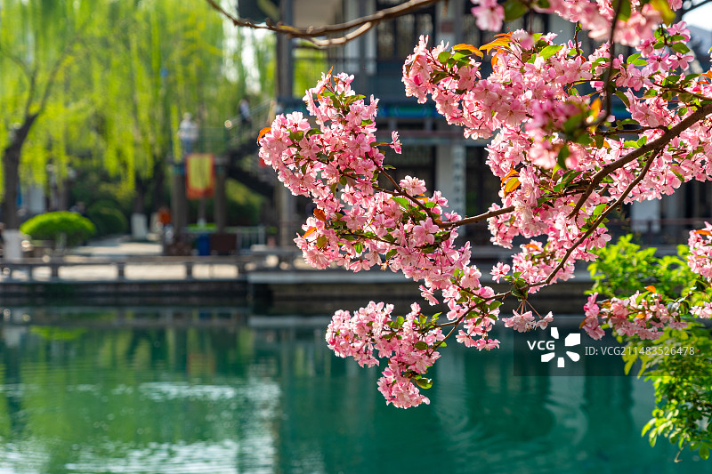 五龙潭公园的春天图片素材