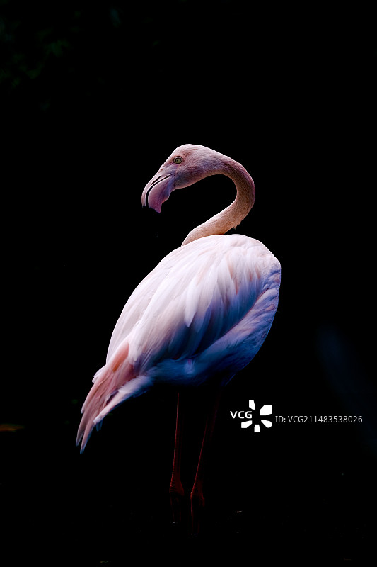 黑色背景下的火烈鸟特写镜头图片素材
