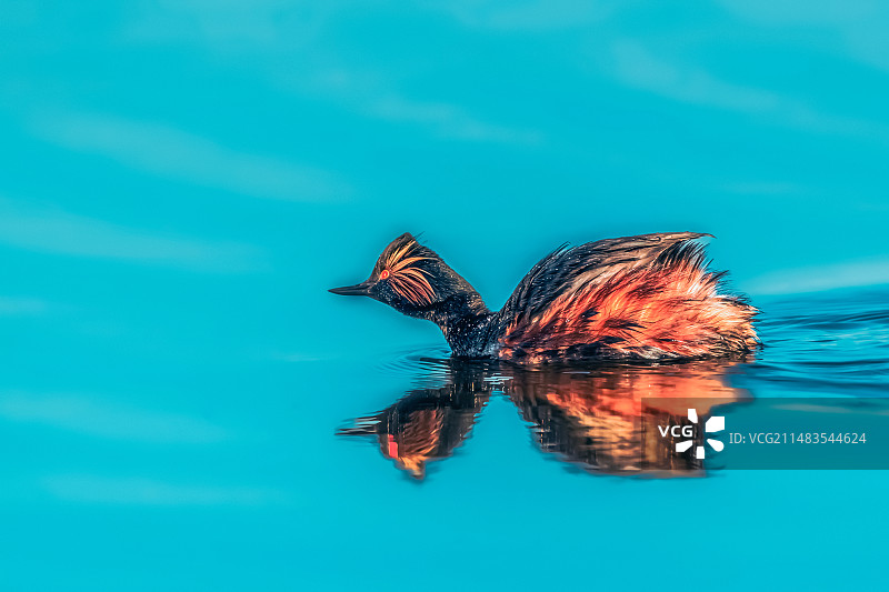 黑颈䴙䴘----春江水暧鸭先知图片素材