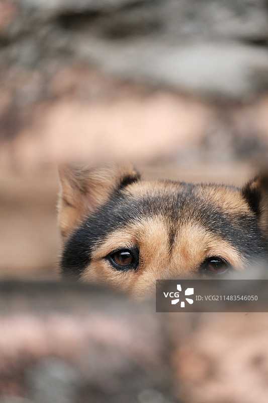 村子里的猫猫狗狗图片素材