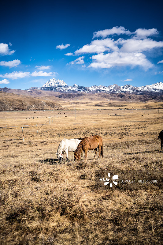 塔公草原图片素材