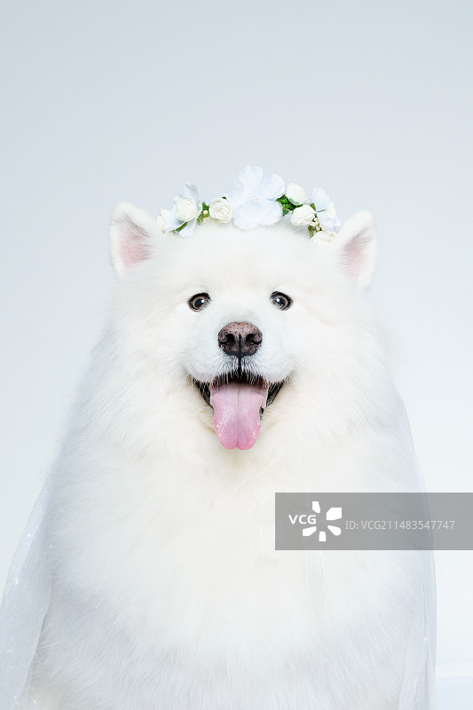 萨摩耶花环图片素材