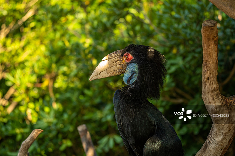 花冠皱盔犀鸟 栖息在树上的特写镜头图片素材