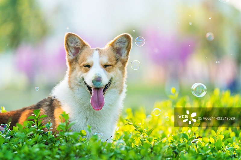 花丛中的微笑柯基图片素材