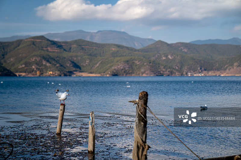 泸沽湖海鸥图片素材