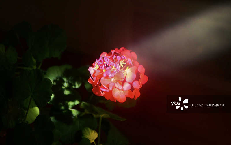 沐浴阳光的花朵图片素材