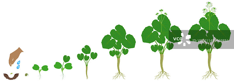 山葵生长周期图片素材